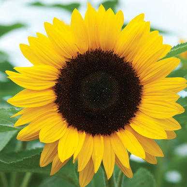 Sunflower Lanyard for Hidden Disabilities Introduced On Railway Service